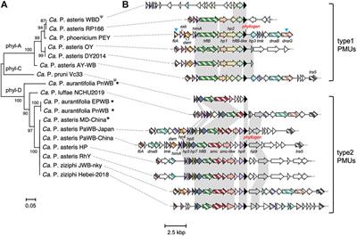 Potential mobile units drive the horizontal transfer of phytoplasma effector phyllogen genes